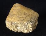 Velates perversus (GMELIN 1791) - Bild © FossNet FossilienStore